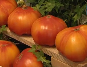 Крупные спелые помидоры