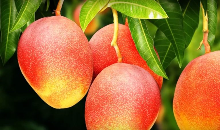 Плоды манго на дереве
